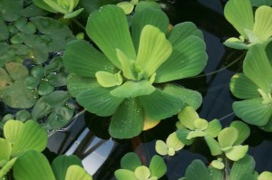 Pistia stratiotes