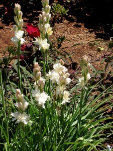 Polianthes tuberosa