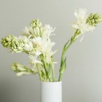 Polianthes tuberosa - cut flowers