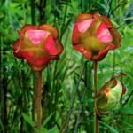 Sarracenia psittacina - flower