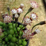 Senecio rowleyanus - flowers