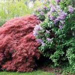 Syringa vulgaris