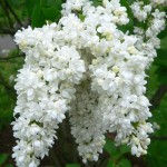Syringa vulgaris - flowers