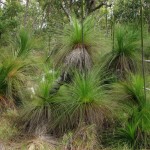 Xanthorrhoea johnsonii