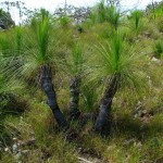 Xanthorrhoea johnsonii