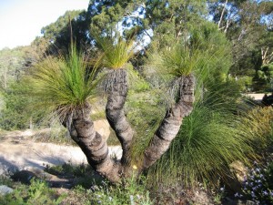 Xanthorrhoea johnsonii