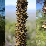 Xanthorrhoea johnsonii - flowers to seeds
