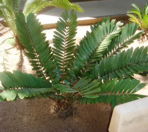 Zamia furfuracea