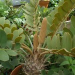 Zamia furfuracea - cones