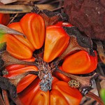 Zamia furfuracea - seeds