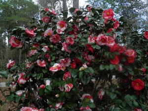 Camellia japonica