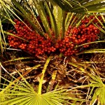 Chamaerops humilis