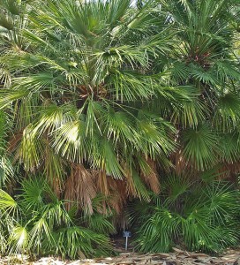 Chamaerops humilis