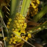 Chamaerops humilis - femele flowers