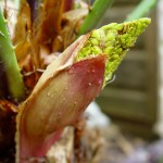 Chamaerops humilis - flower bud