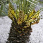 Chamaerops humilis - male flowers