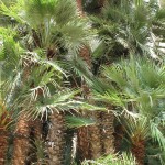 Chamaerops humilis var. arborescens