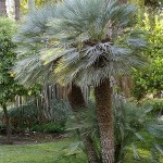 Chamaerops humilis var. argentea