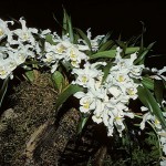 Coelogyne cristata 