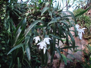 Coelogyne cristata