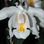 Coelogyne cristata - flowers