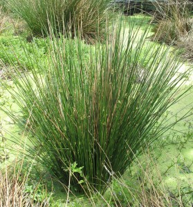 Juncus effusus