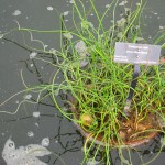 Juncus effusus Spiralis