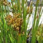 Juncus effusus ridges