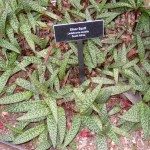 Ledebouria socialis