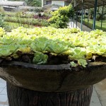 Pistia stratiotes 