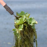 Pistia stratiotes 