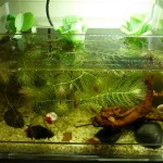 Pistia stratiotes in aquarium