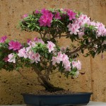 Rhododendron simsii