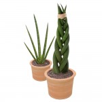 Sansevieria cylindrica 