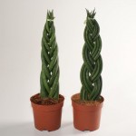 Sansevieria cylindrica 