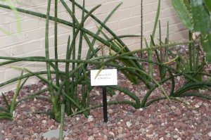 Sansevieria cylindrica