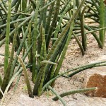 Sansevieria cylindrica