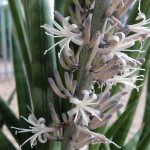 Sansevieria cylindrica flowers