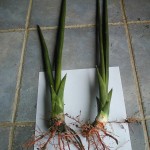 Sansevieria cylindrica roots
