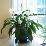 Spathiphyllum wallisii