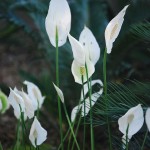 Spathiphyllum wallisii