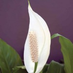 Spathiphyllum wallisii flower