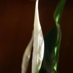 Spathiphyllum wallisii - flower bud