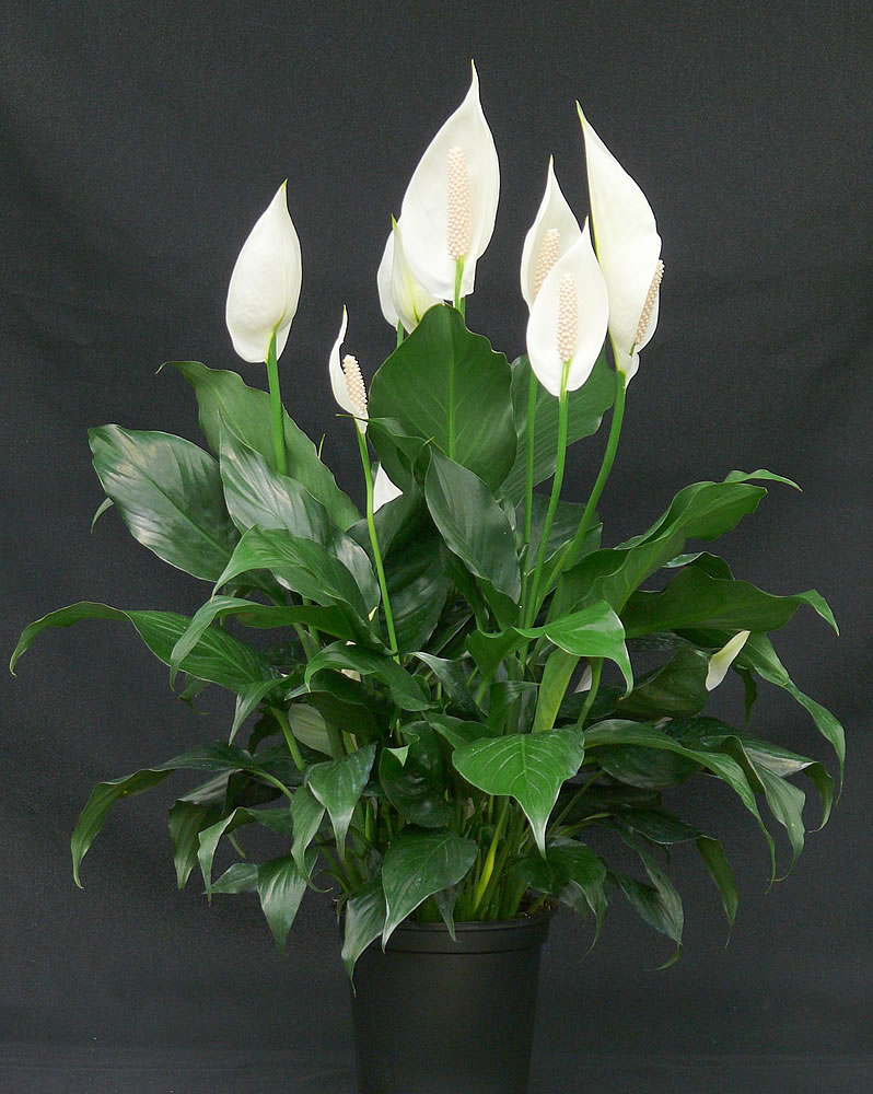 Spathiphyllum Wallisii Spathiphyllum Wallisii