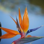 Strelitzia reginae