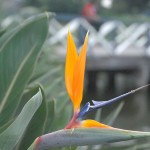 Strelitzia reginae