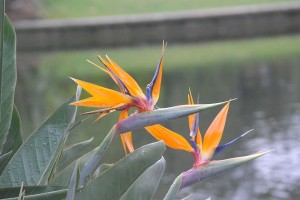 Strelitzia reginae