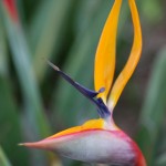 Strelitzia reginae