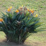 Strelitzia reginae 