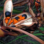 Strelitzia reginae - seeds